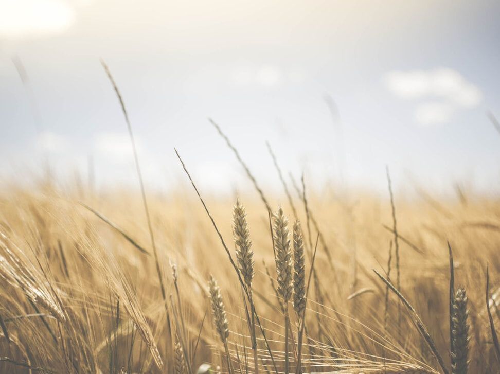 Barkway Farms and Working Yards