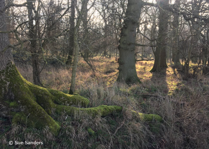 Medieval Woodland in Barkway